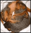 image of sleeping juvenile squirrels