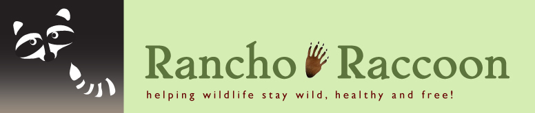 Rancho Raccoon Rancho Raccoon