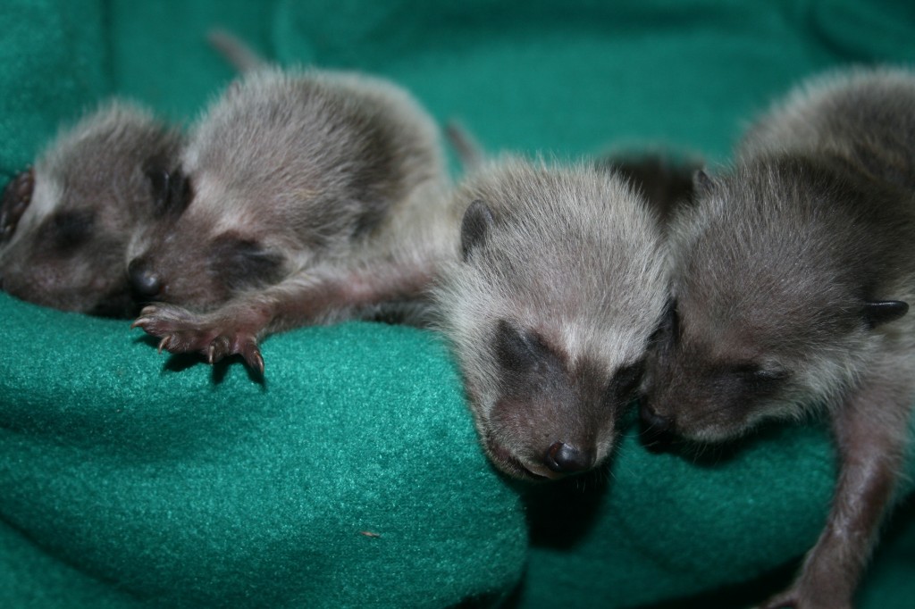 baby-raccoons3-09-2