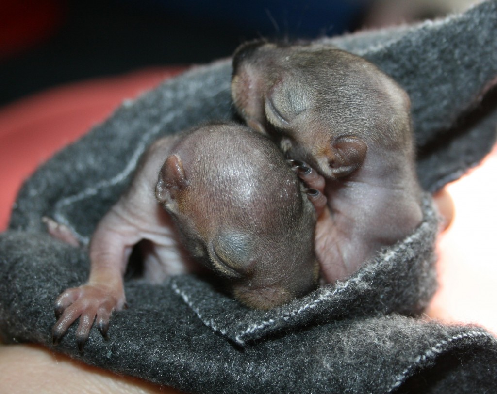 Newborn Baby Squirrel