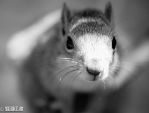 Squirrels-39_o