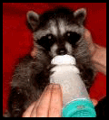 Feeding Raccoon