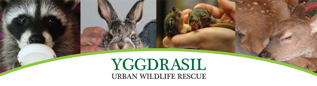 Pet and Wildlife Rescue