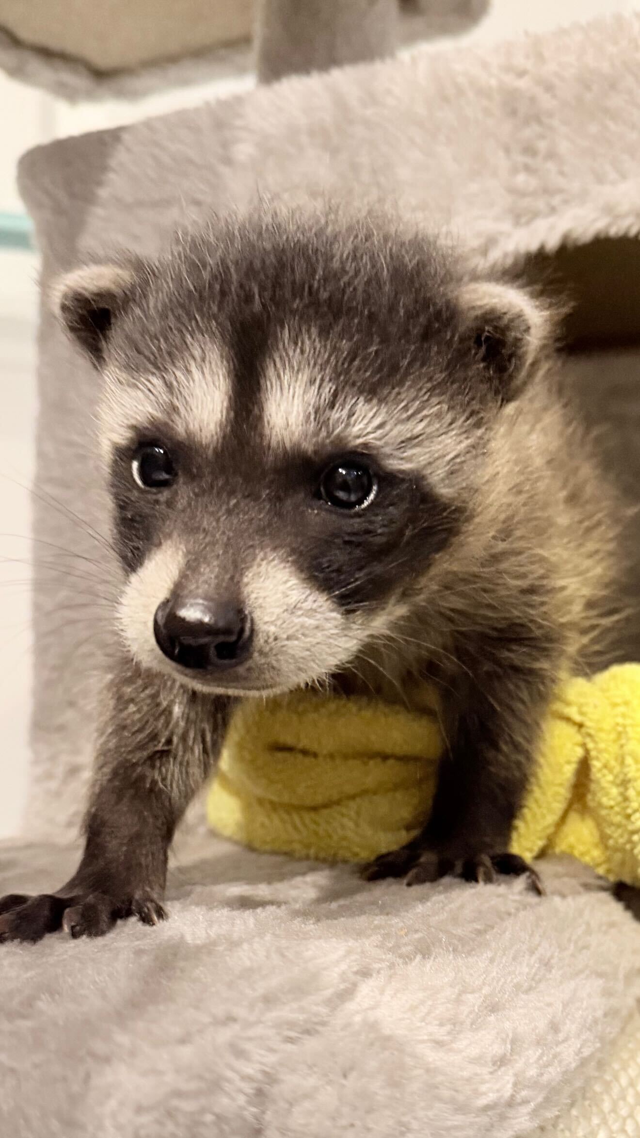 Photo of a rescued animal